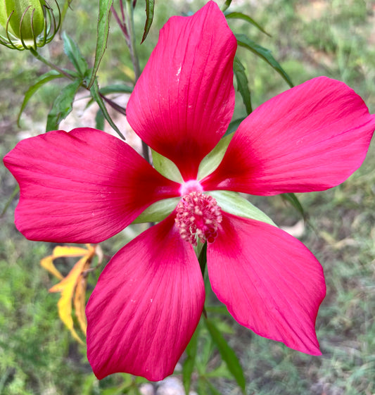 Discovering The Texas Star Hibiscus: Hibiscus coccineus