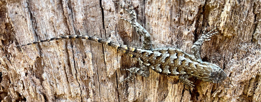 Eastern Fence Lizards: Nature's Pest Managers