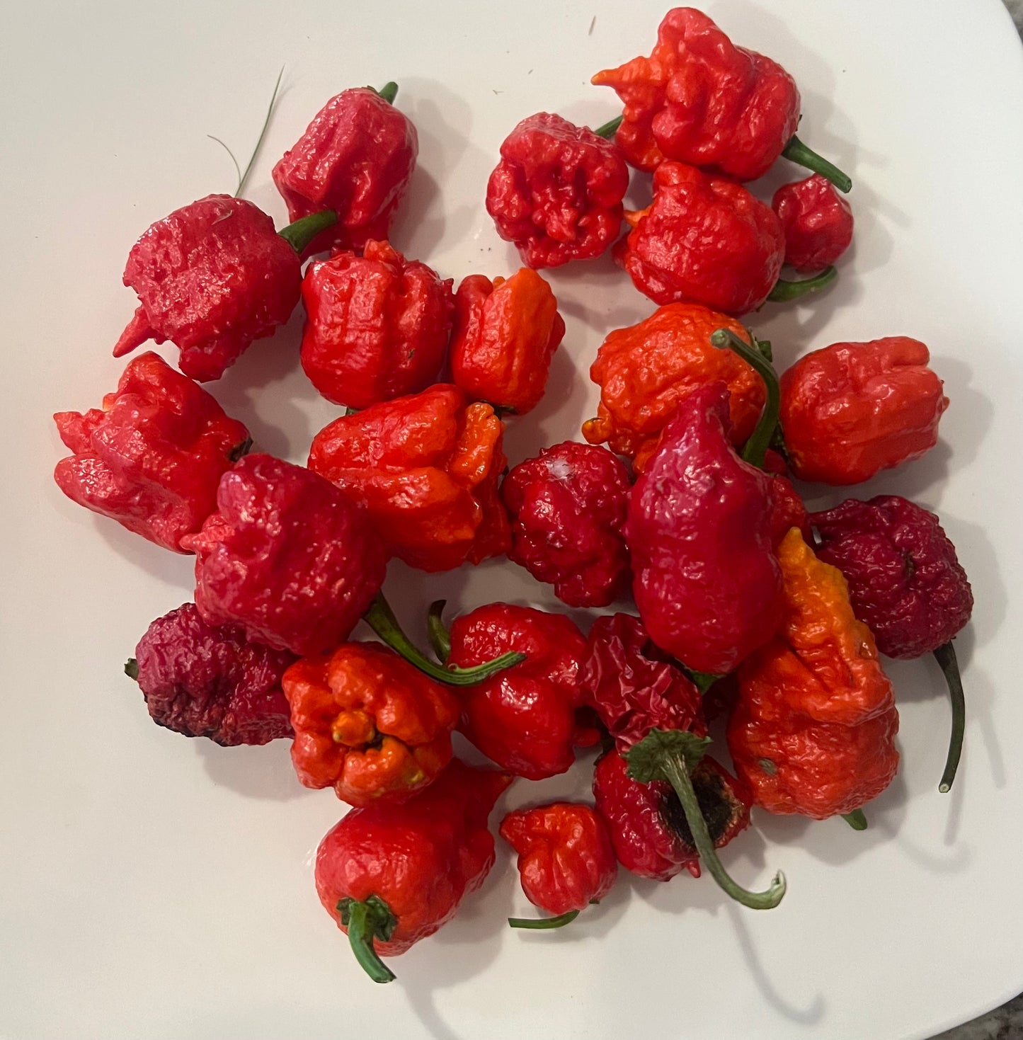 Peppers, Carolina Reaper