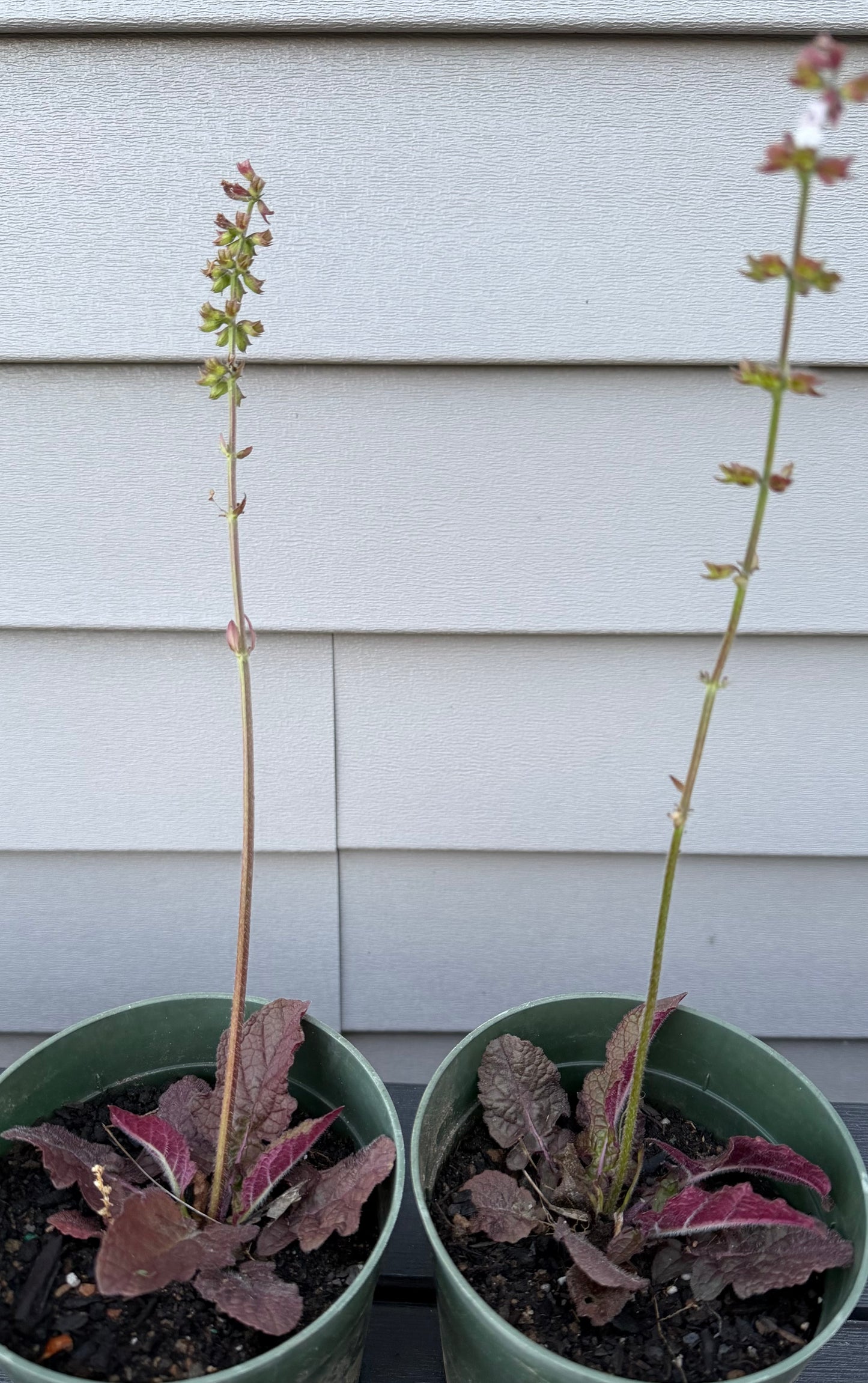 Plants - Salvia Lyrata