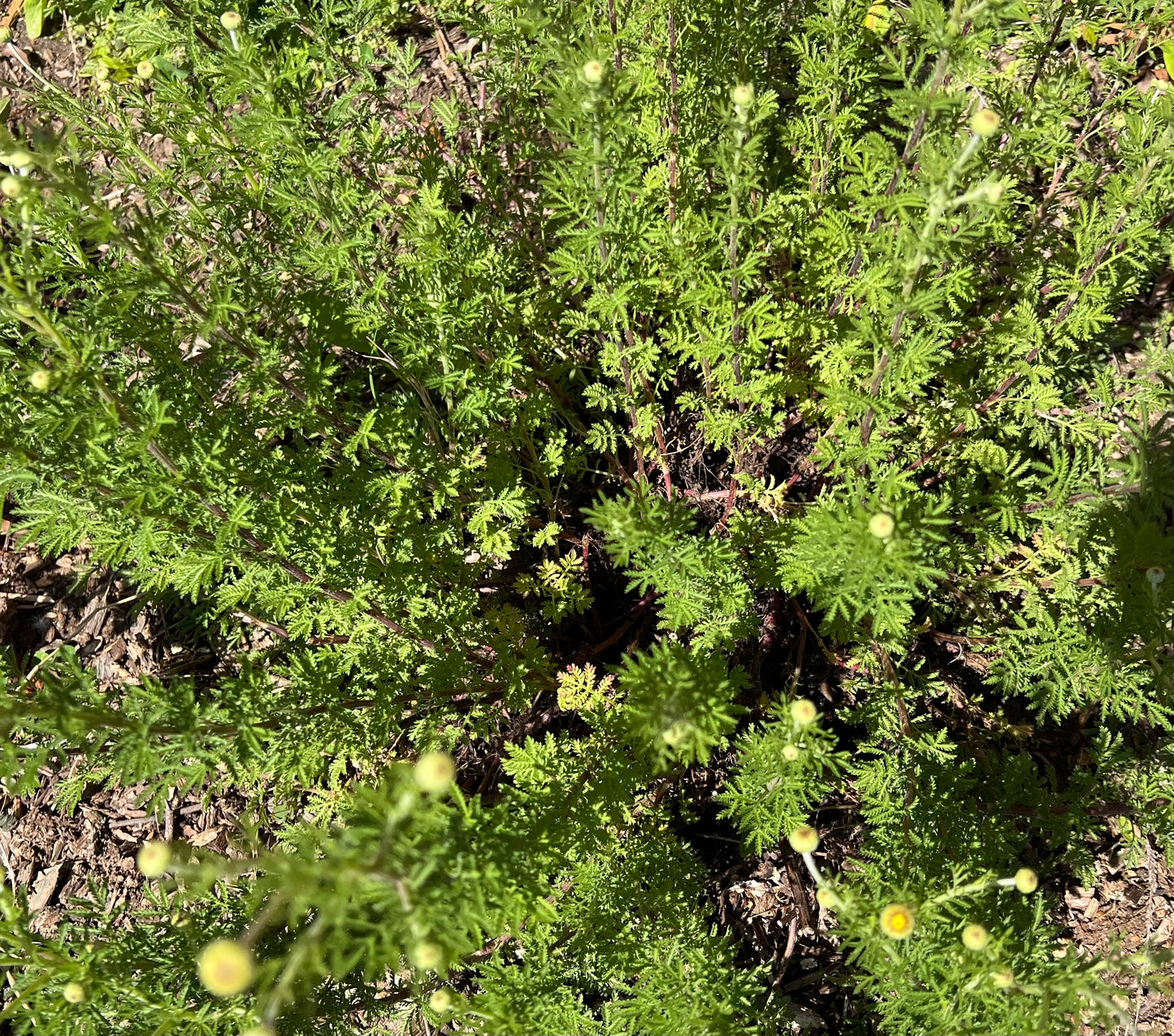 Plants, Dyer’s Chamomile