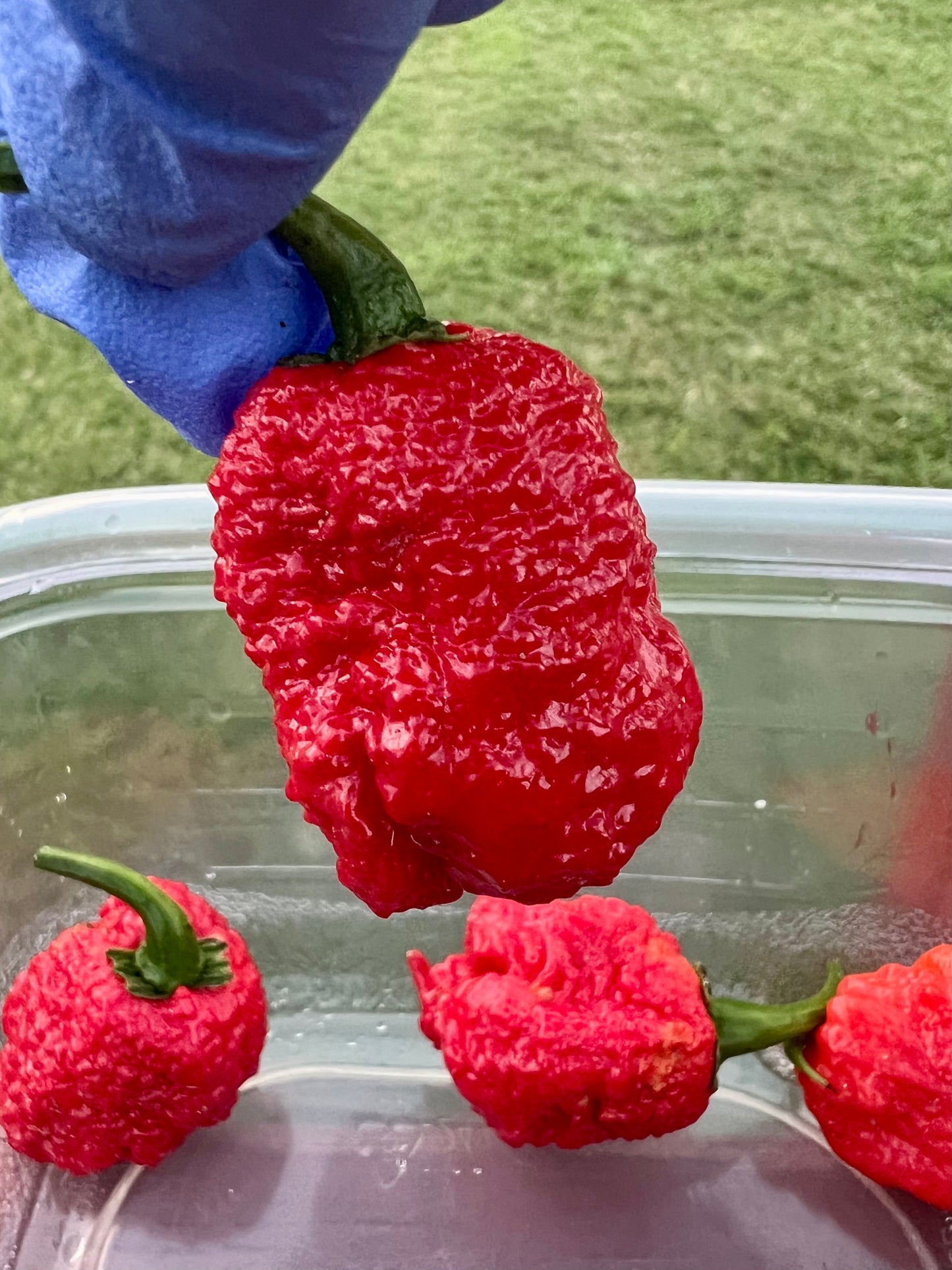 Carolina Reaper