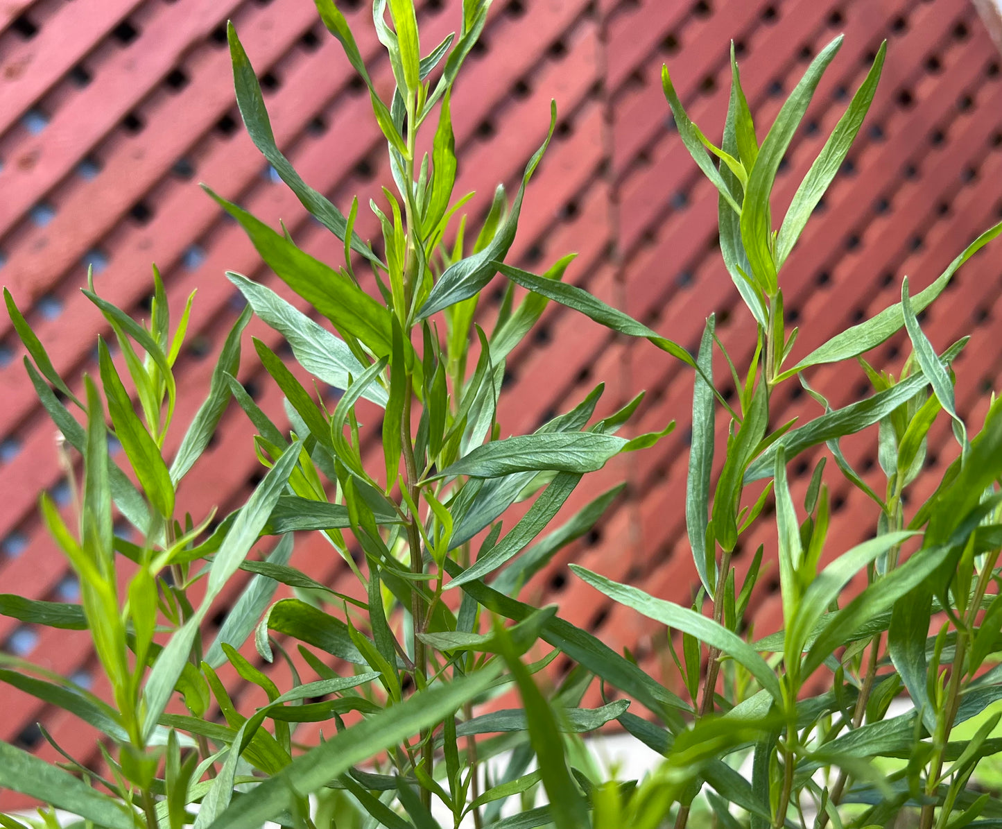 Herbs, Tarragon