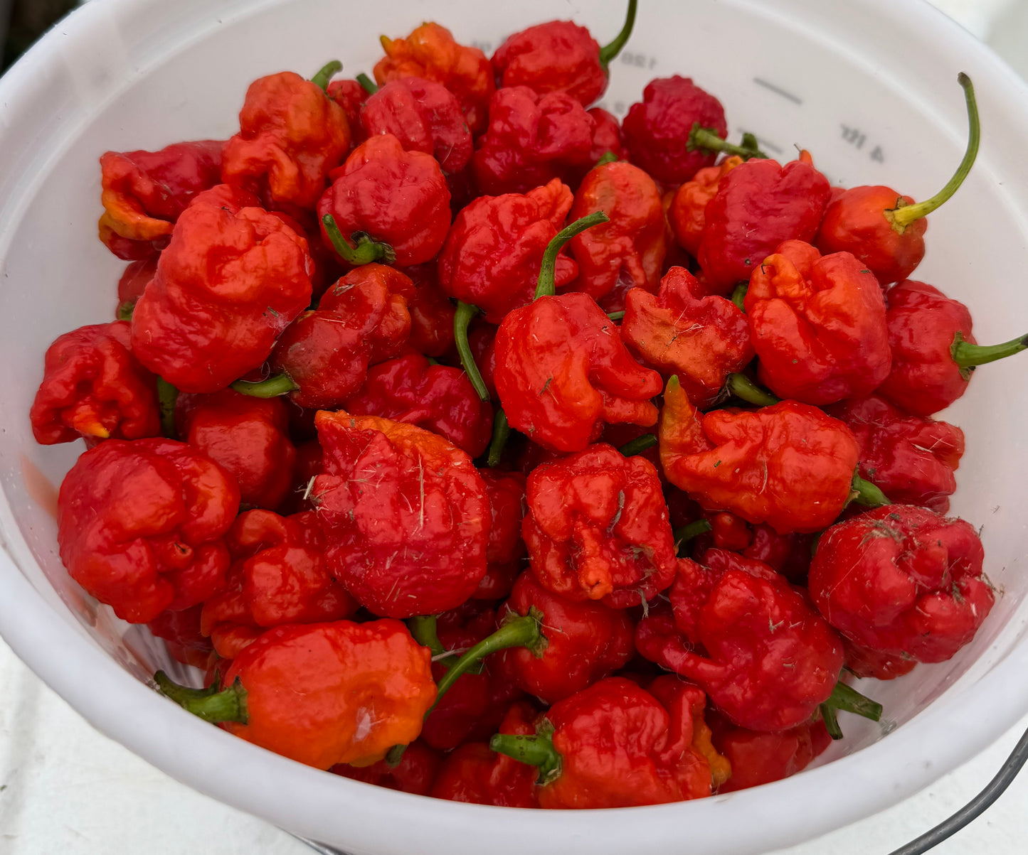 Peppers, Carolina Reaper