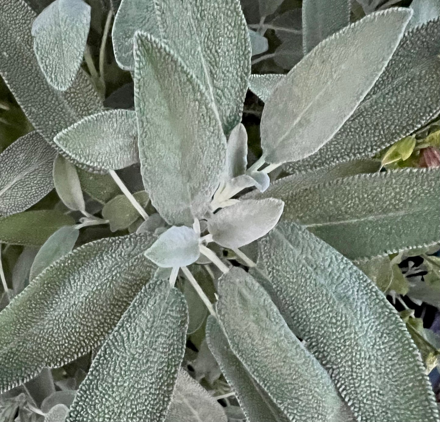 Herbs, Garden Sage