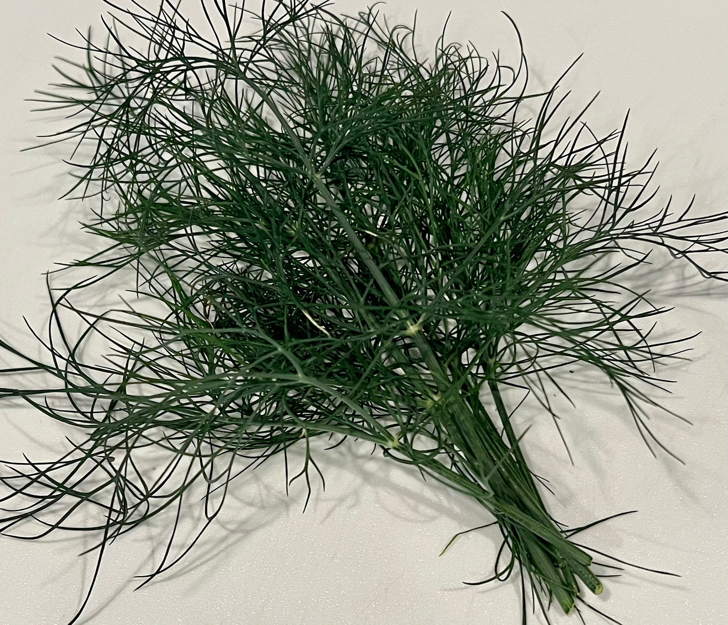 Herbs, Dill