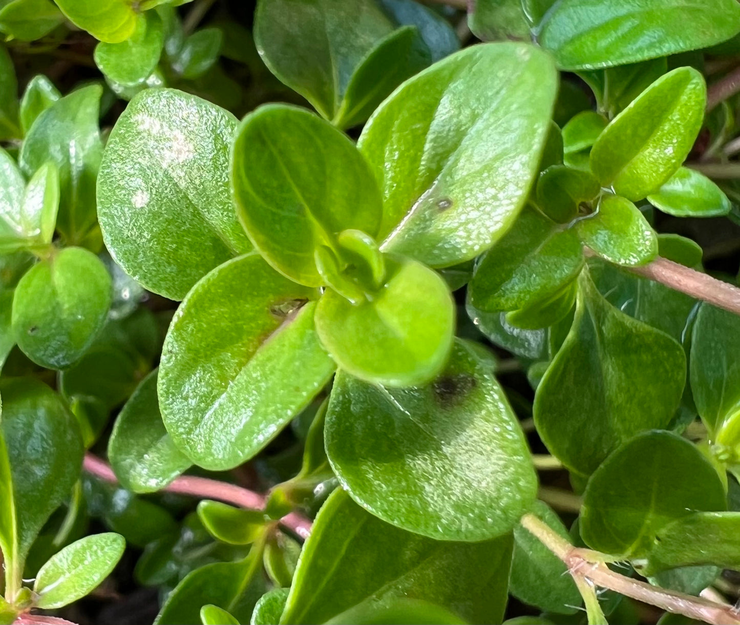 Herbs, Thyme