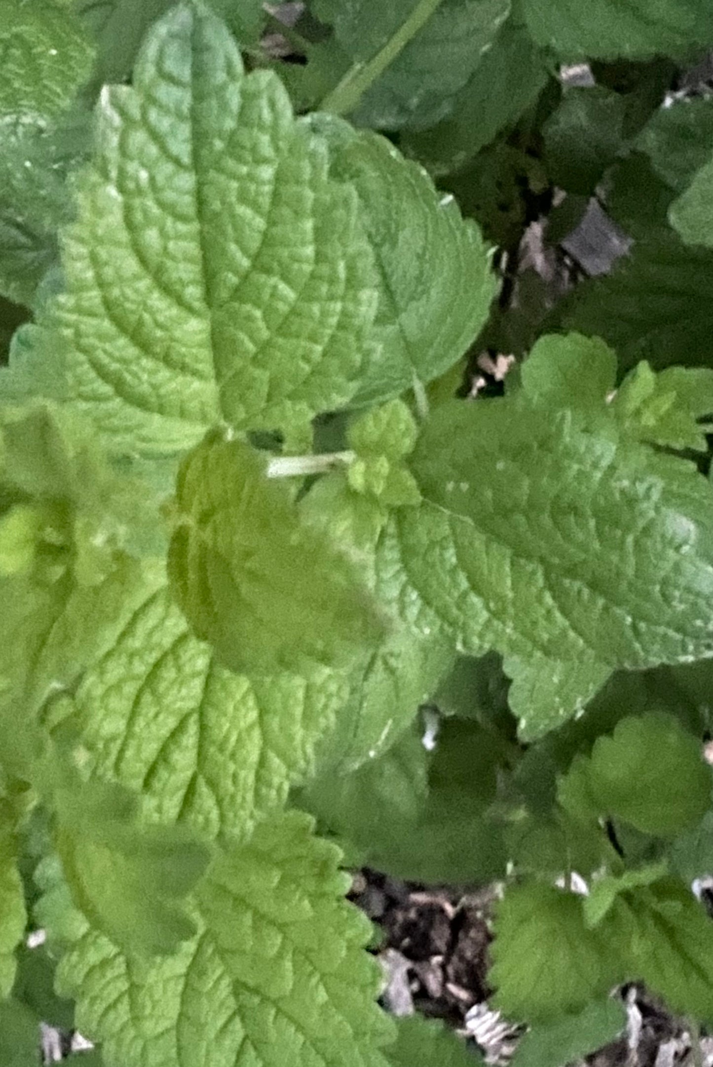 Herbs, Lemon Balm