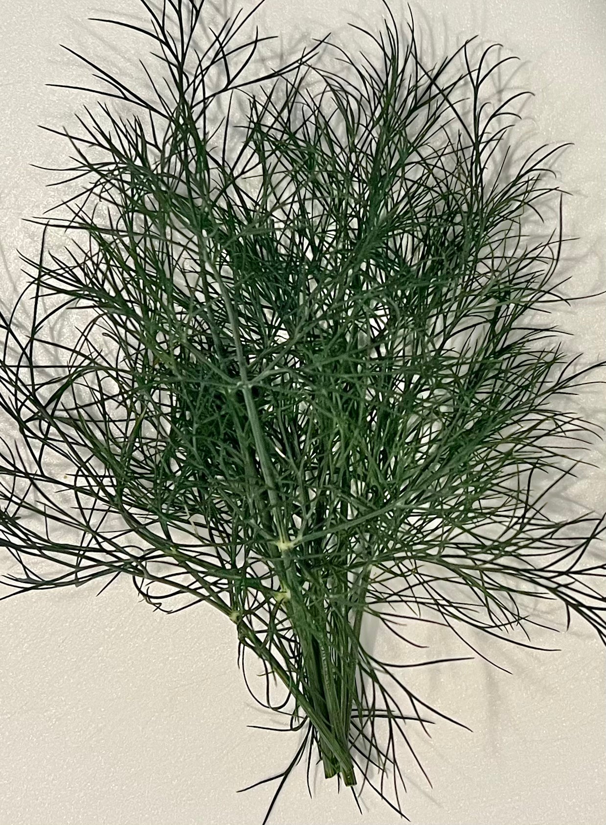 Herbs, Dill