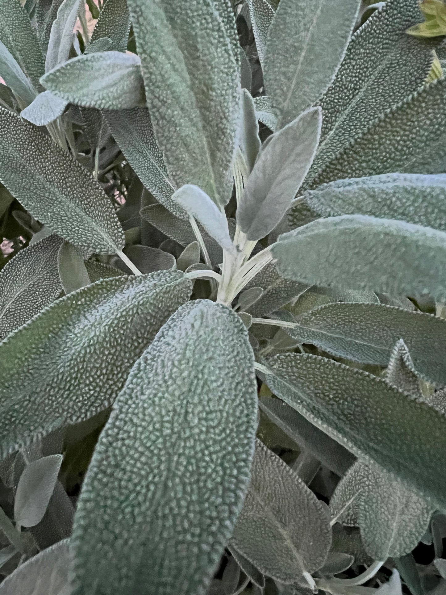 Herbs, Garden Sage
