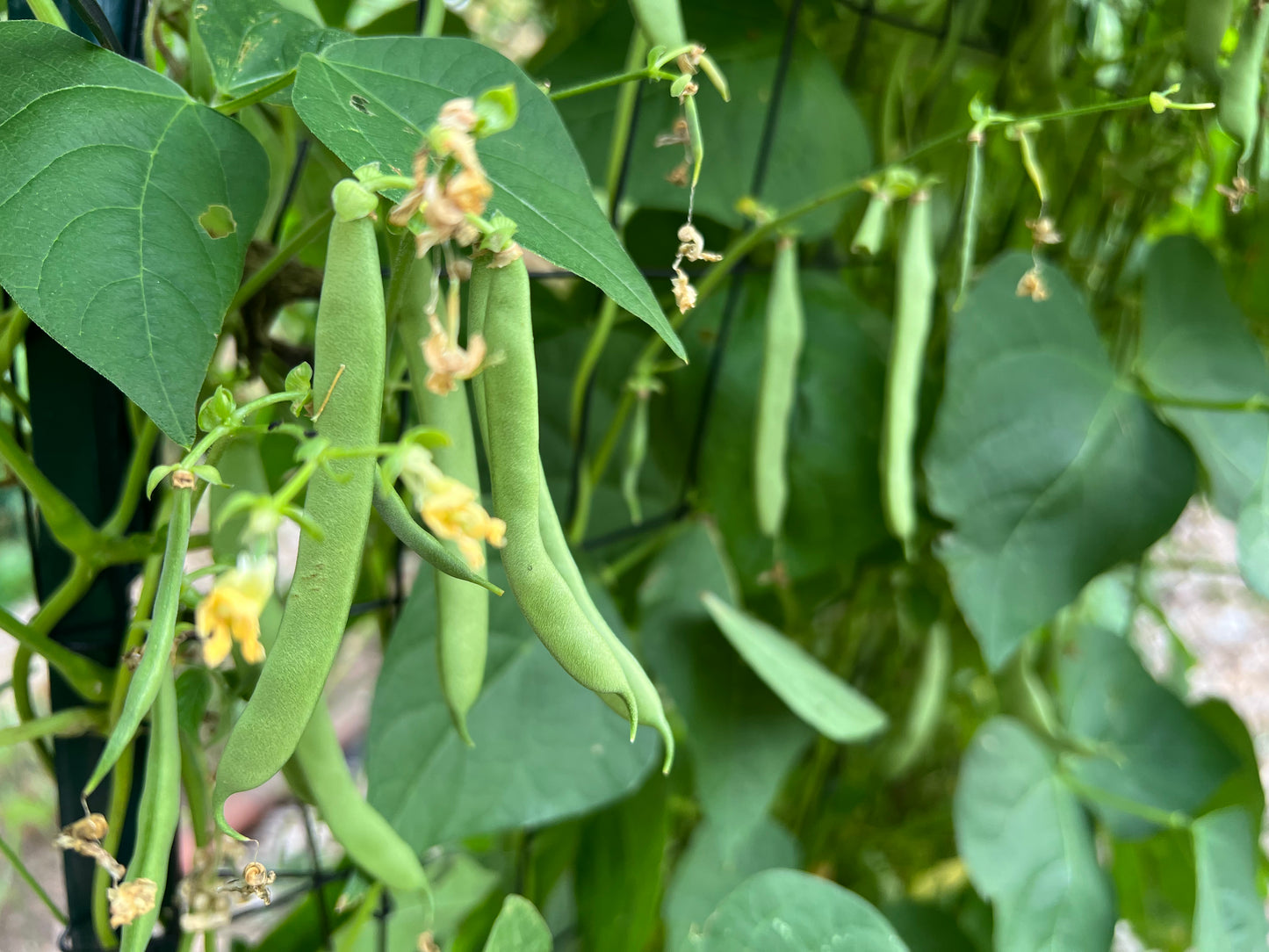 Vegetables, Green Beans