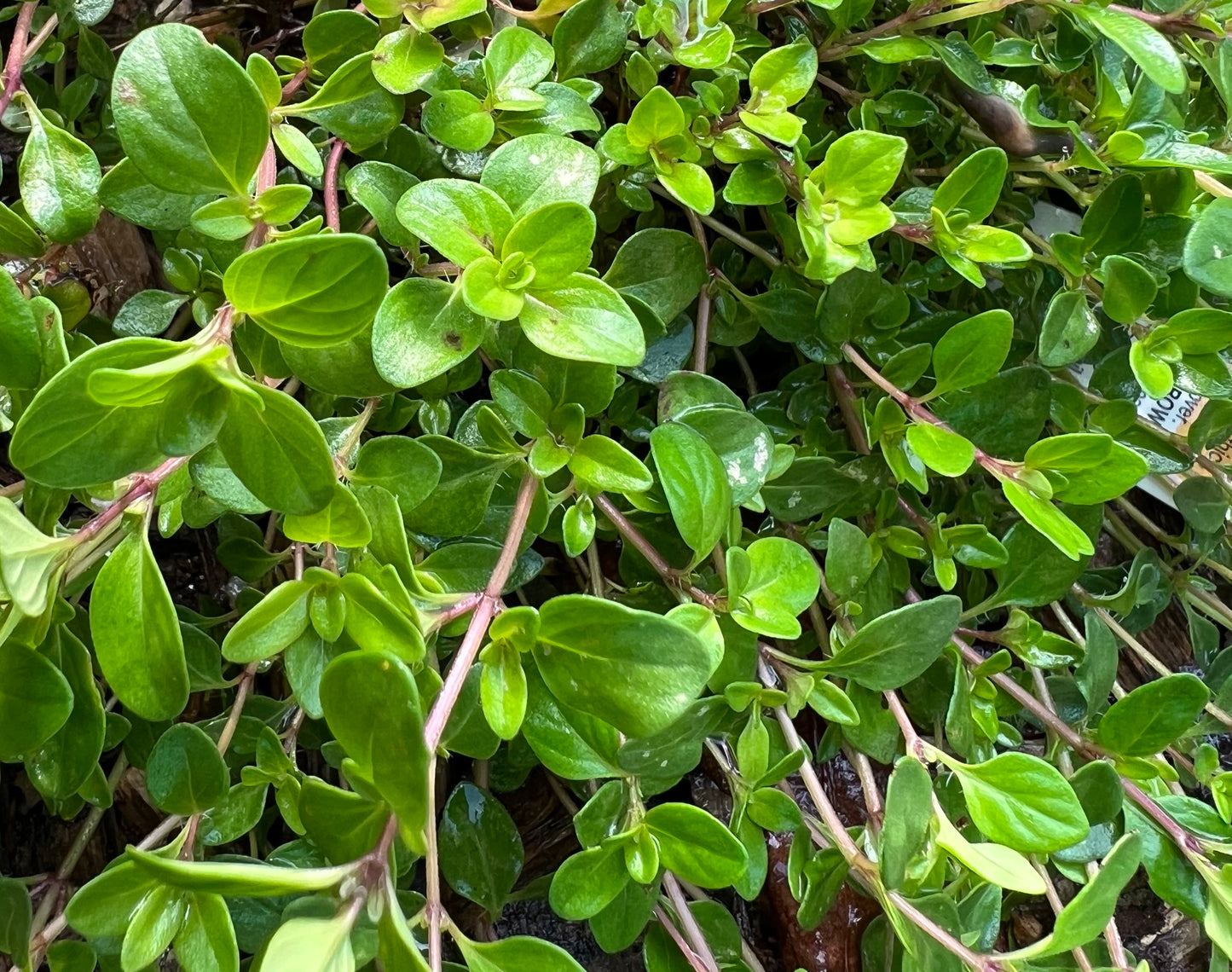 Herbs, Thyme