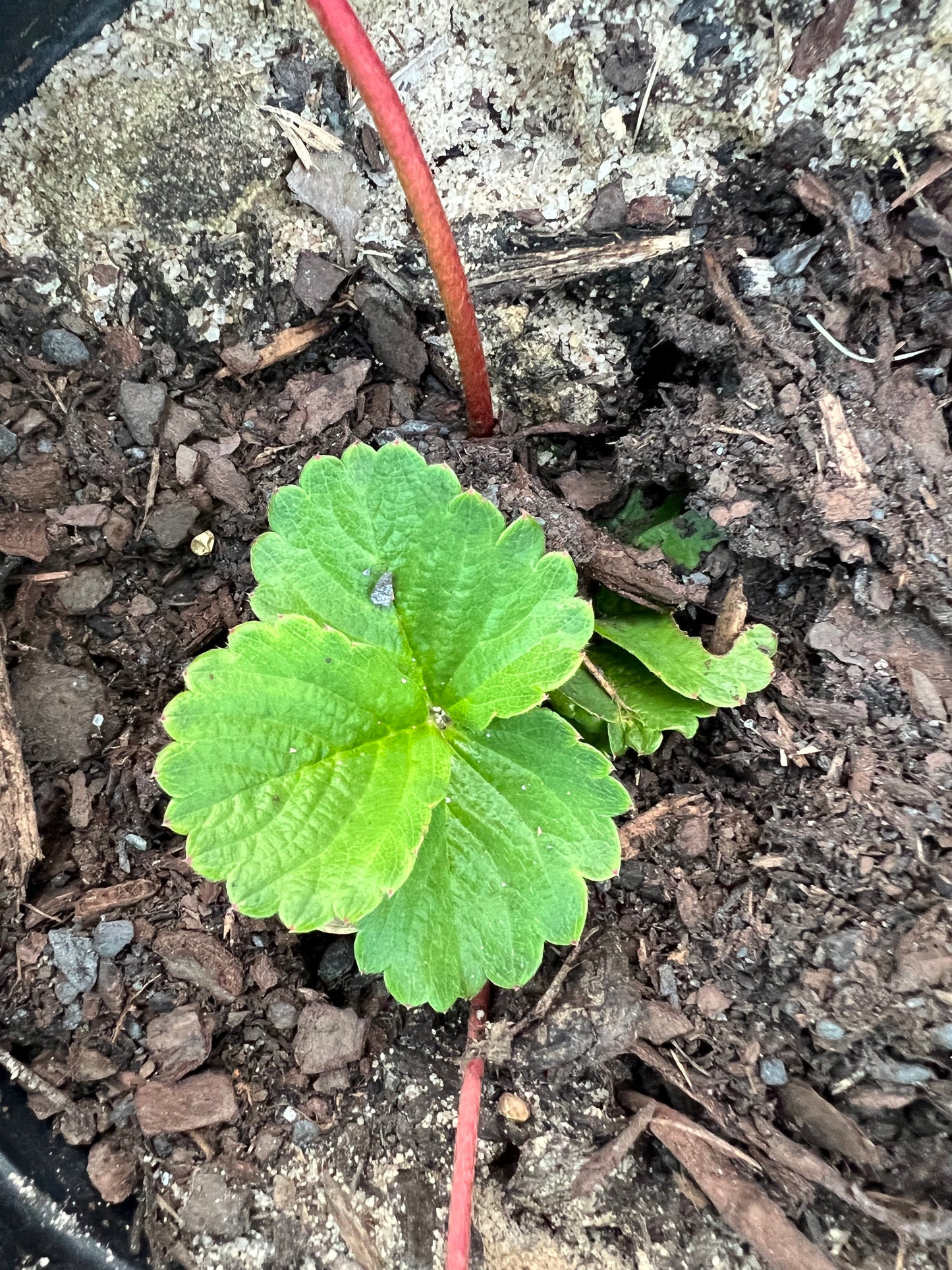 Plants, Strawberry
