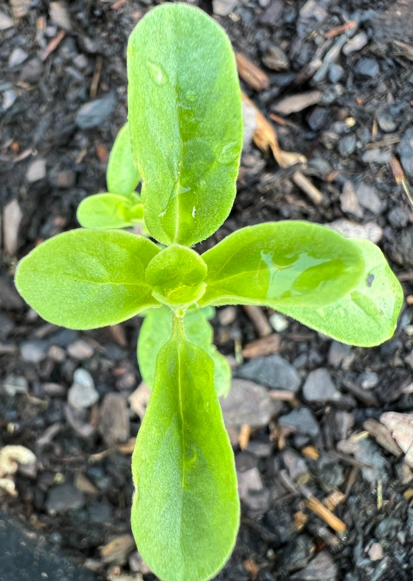 Herbs, Marjoram