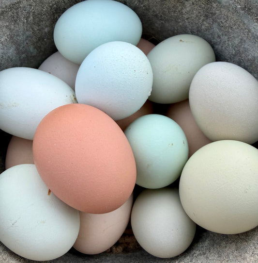 Colorful egg haul today!