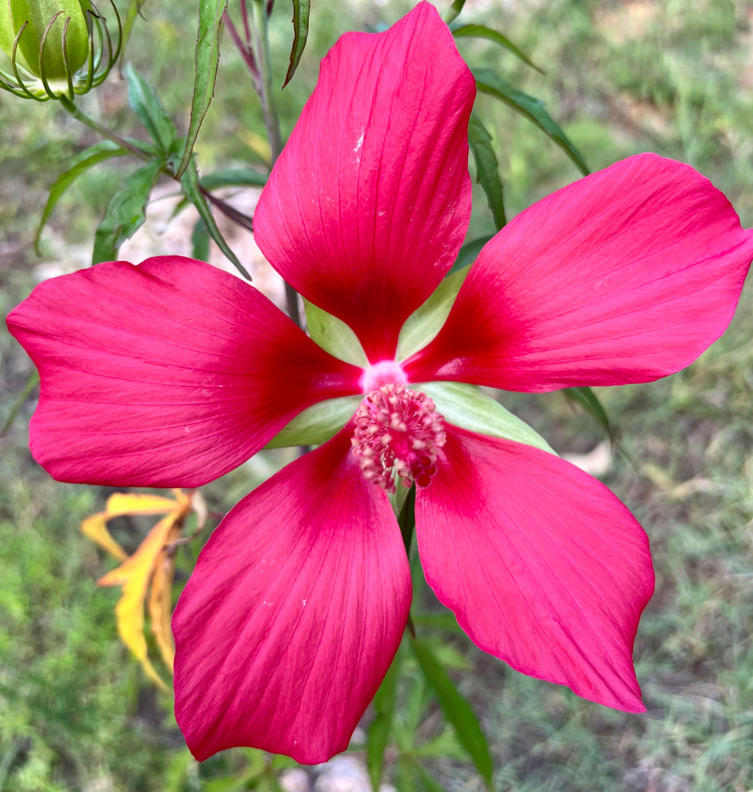 Discovering The Texas Star Hibiscus: Hibiscus coccineus