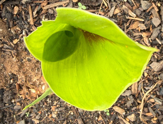 Blue Turmeric