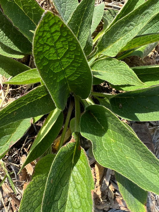 Russian Comfrey: A Versatile and Nutrient-Rich Herb