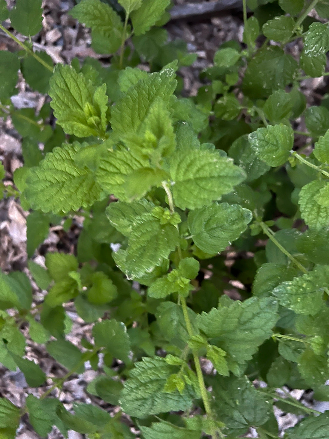 Lemon Balm