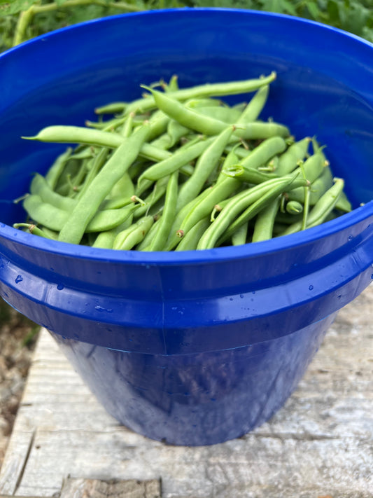 White Half-Runner Green Beans!