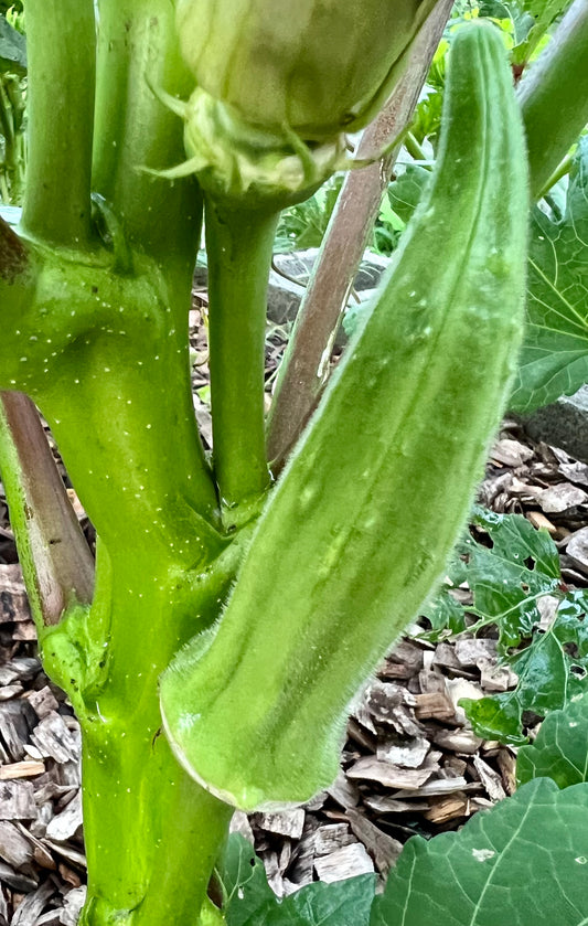 Okra time!