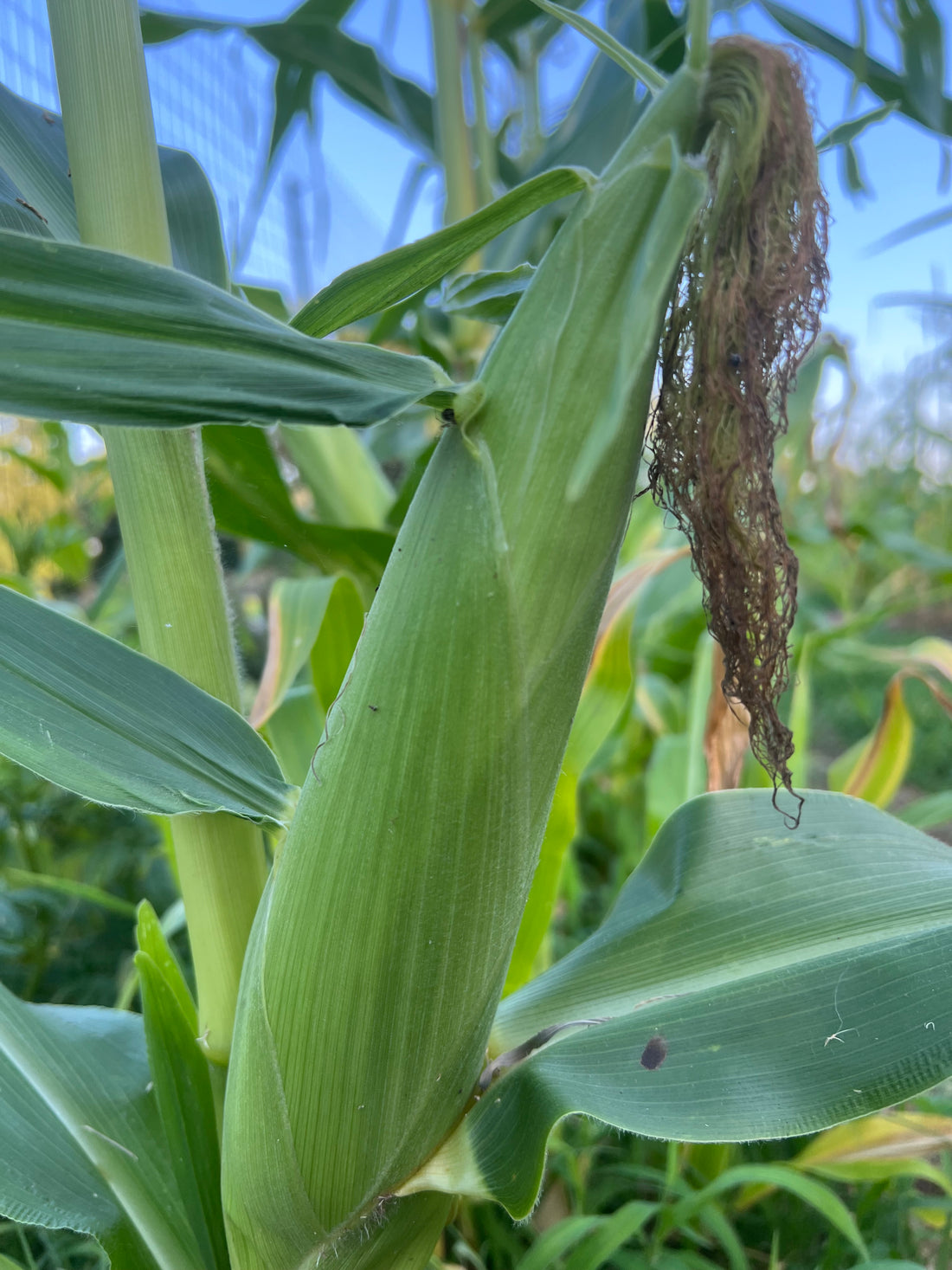 Time for corn!