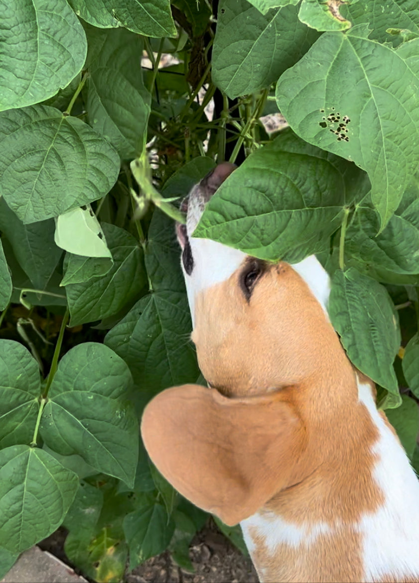 Green beans are going fast!