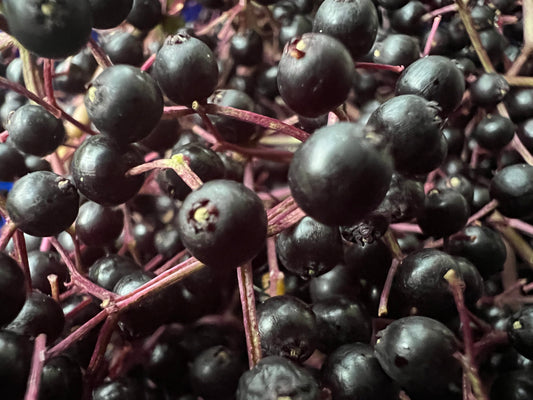 Elderberries: Unlocking Nature's Powerhouse