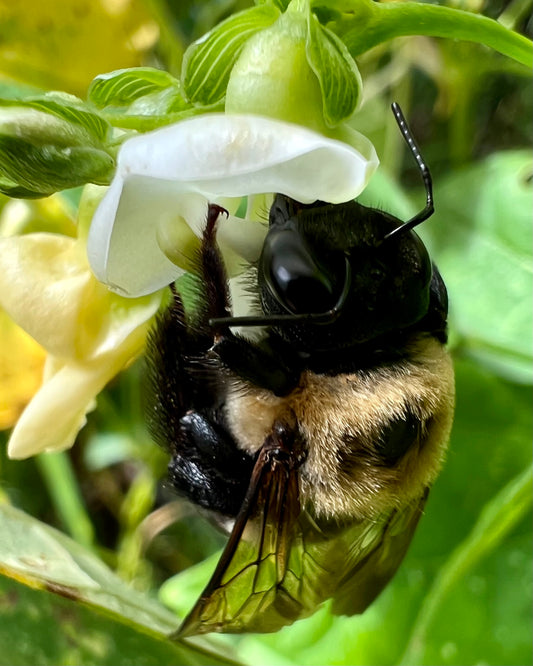 Eastern Carpenter Bees as Pollinators