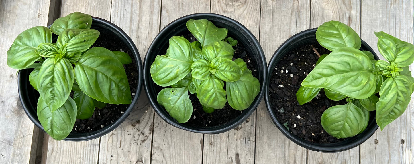 Plants, Basil, Genovese