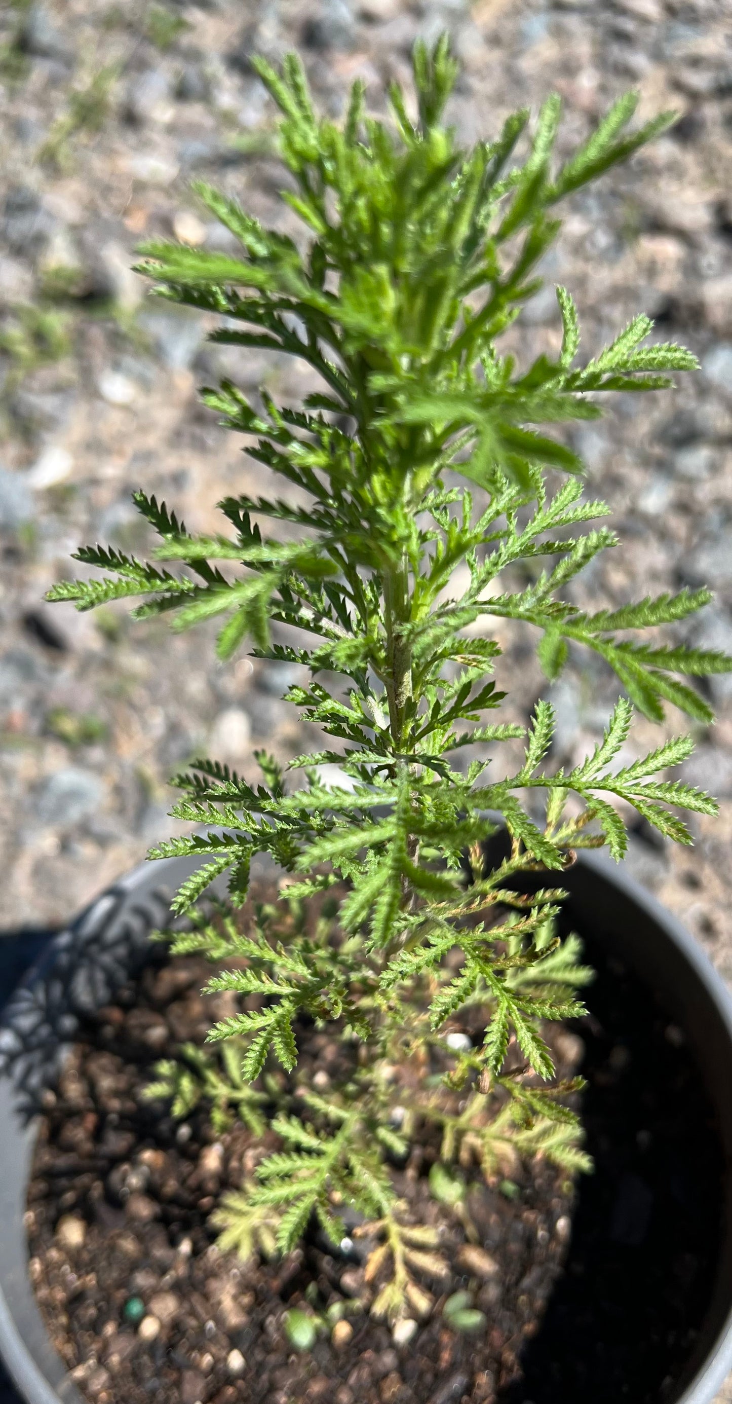 Plants, Dyer’s Chamomile