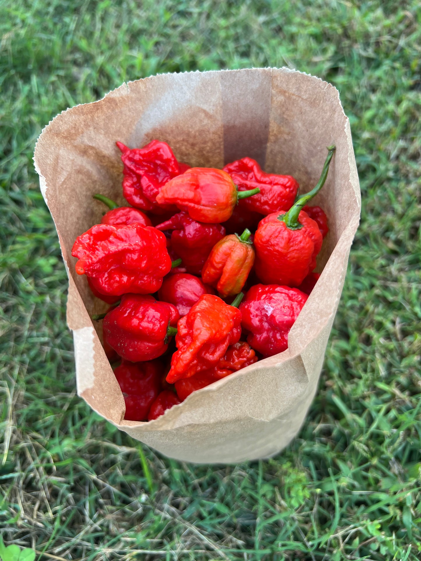 Honey, Carolina Reaper