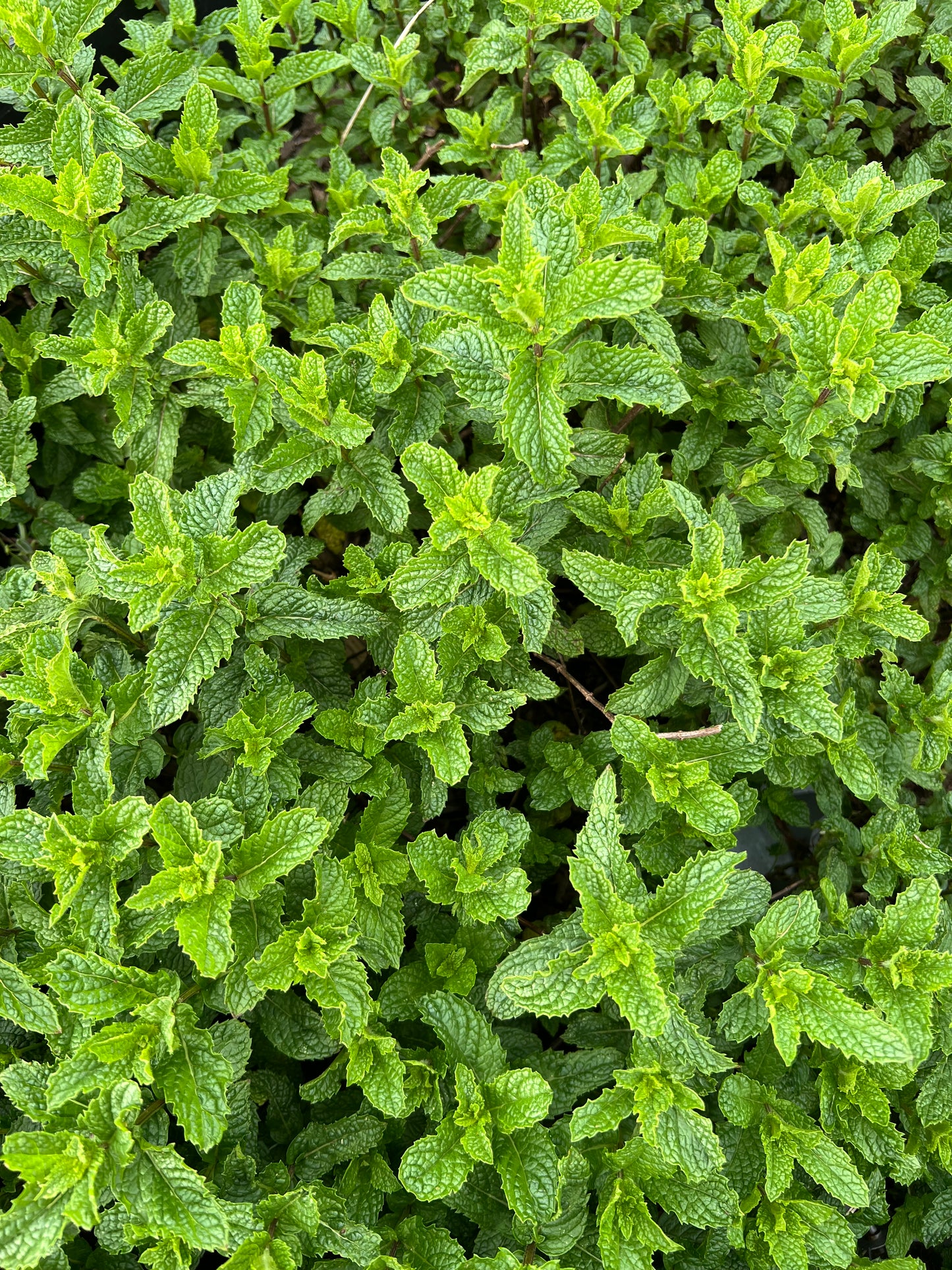Herbs, Mojito Mint