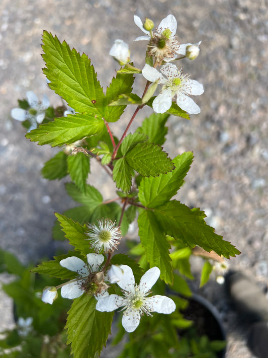 Plants, Loganberry