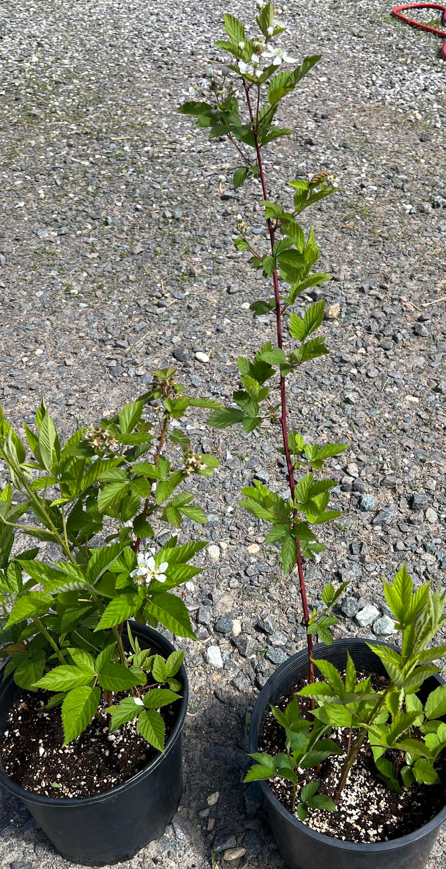 Plants, Loganberry