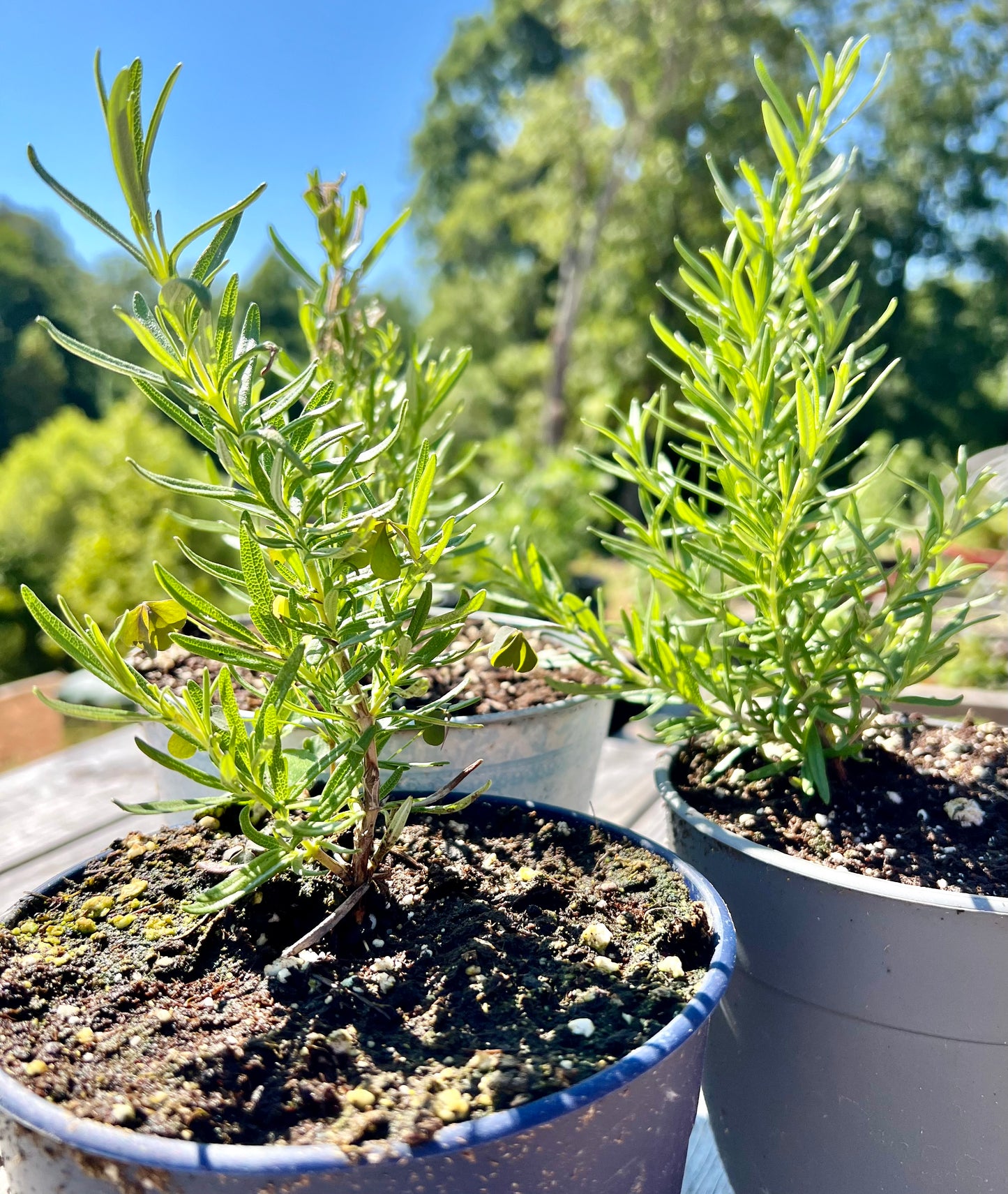 Rosemary Plants