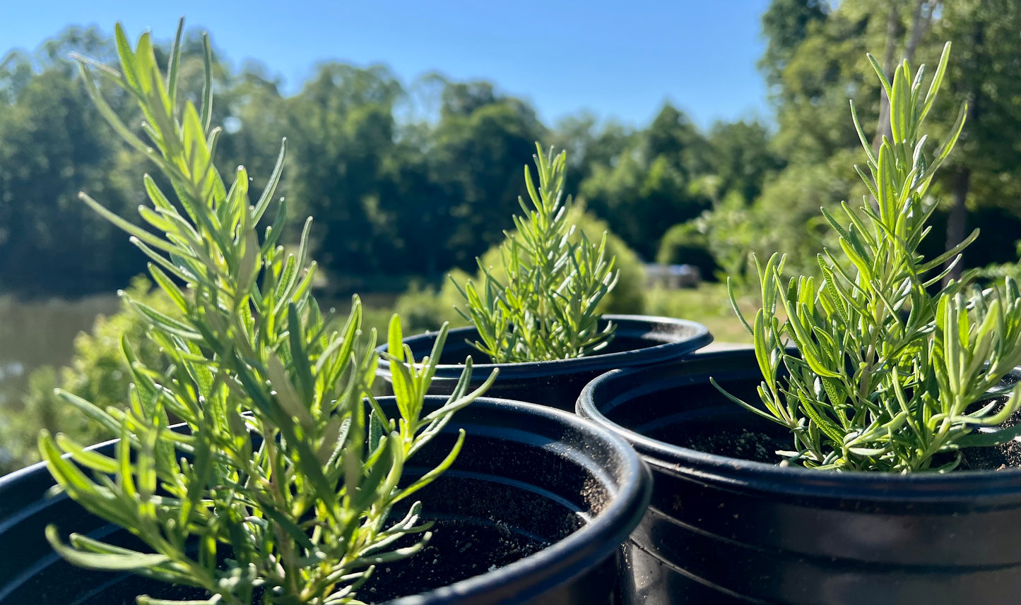 Rosemary Plants