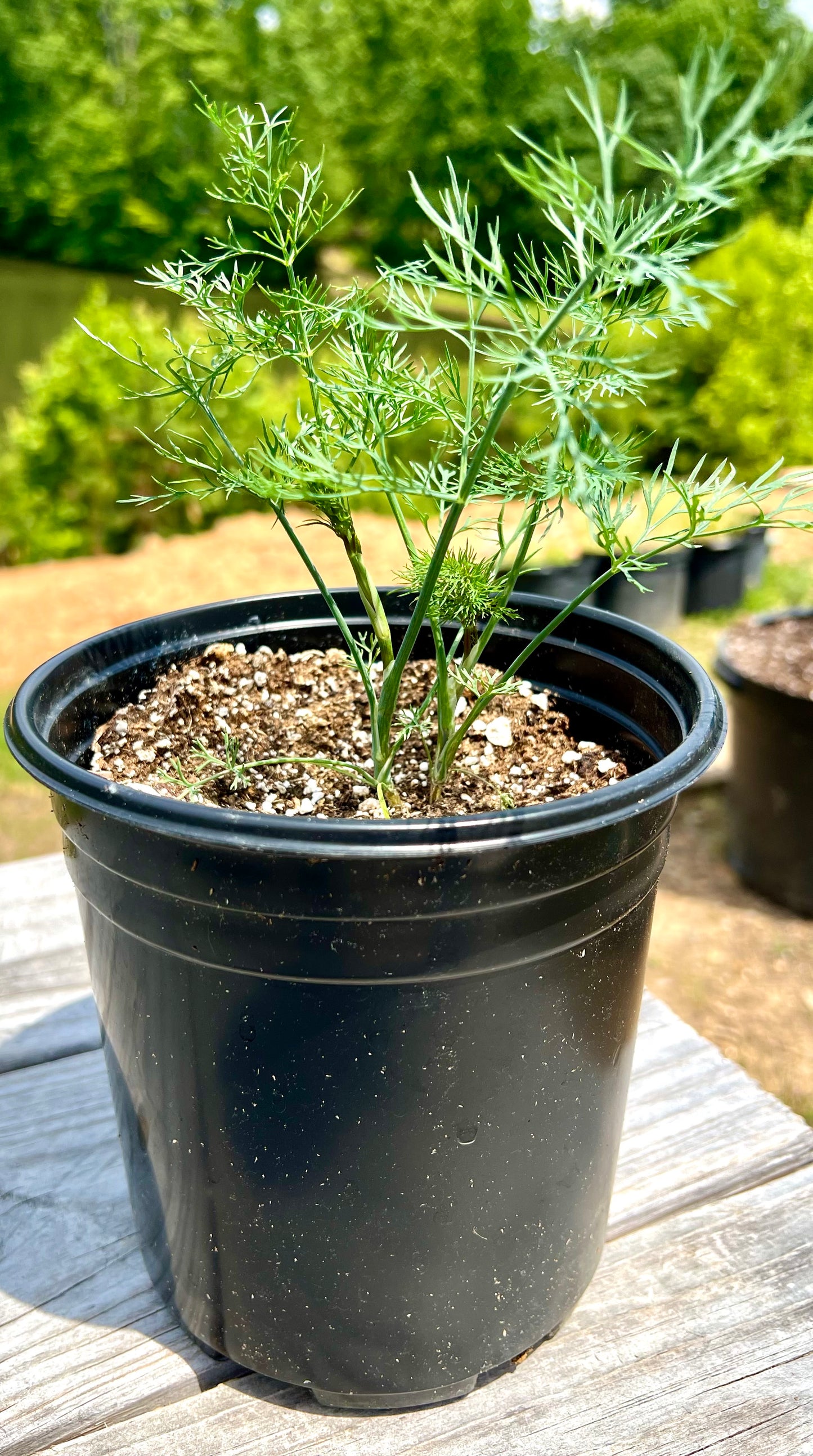 Dill Plant