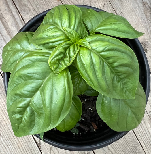 Plants, Basil, Genovese