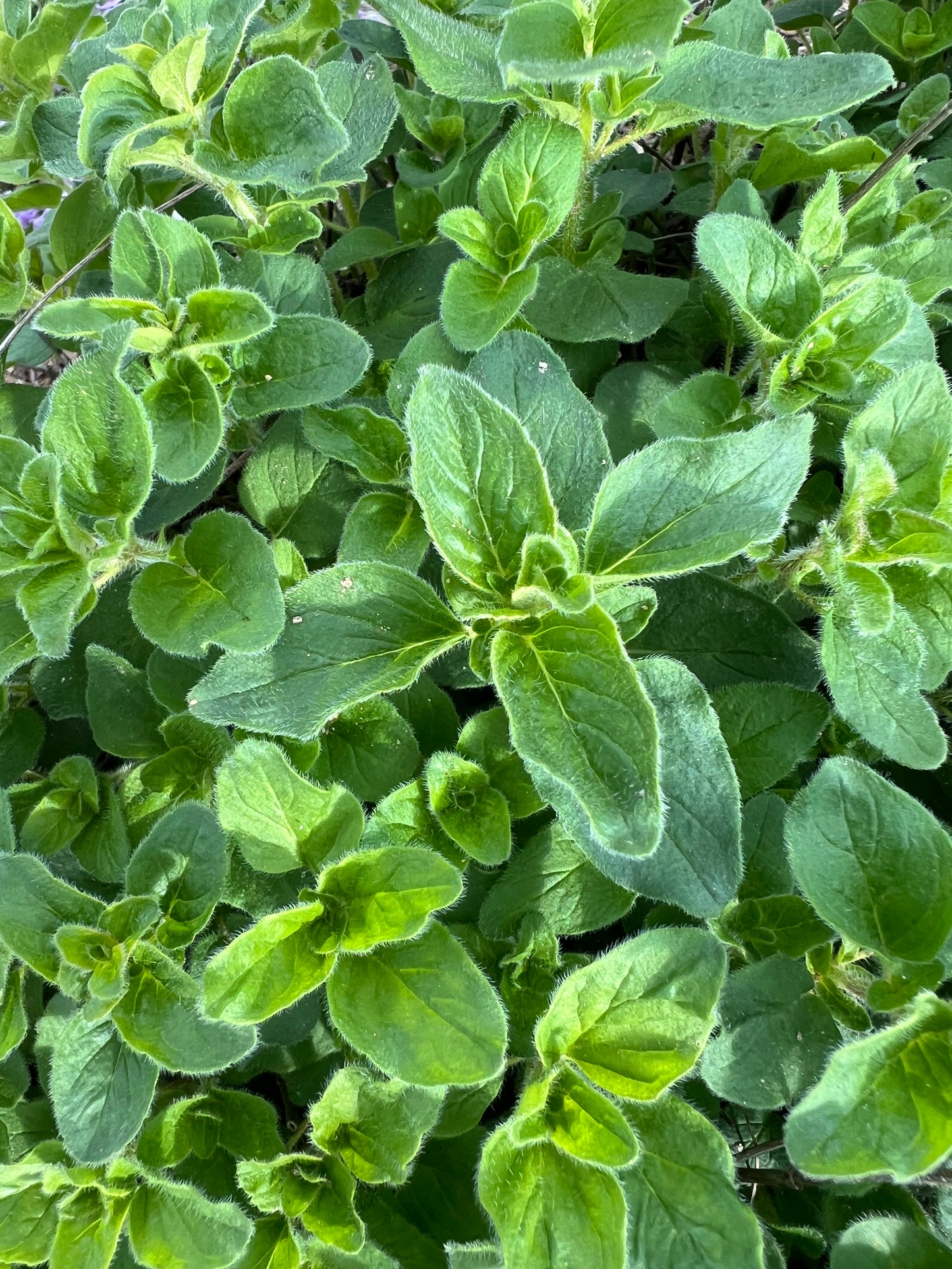 Herbs, Oregano