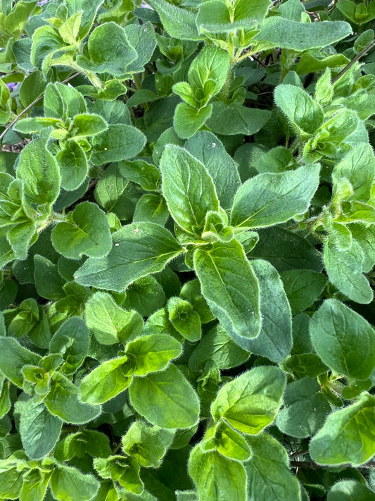 Herbs, Oregano