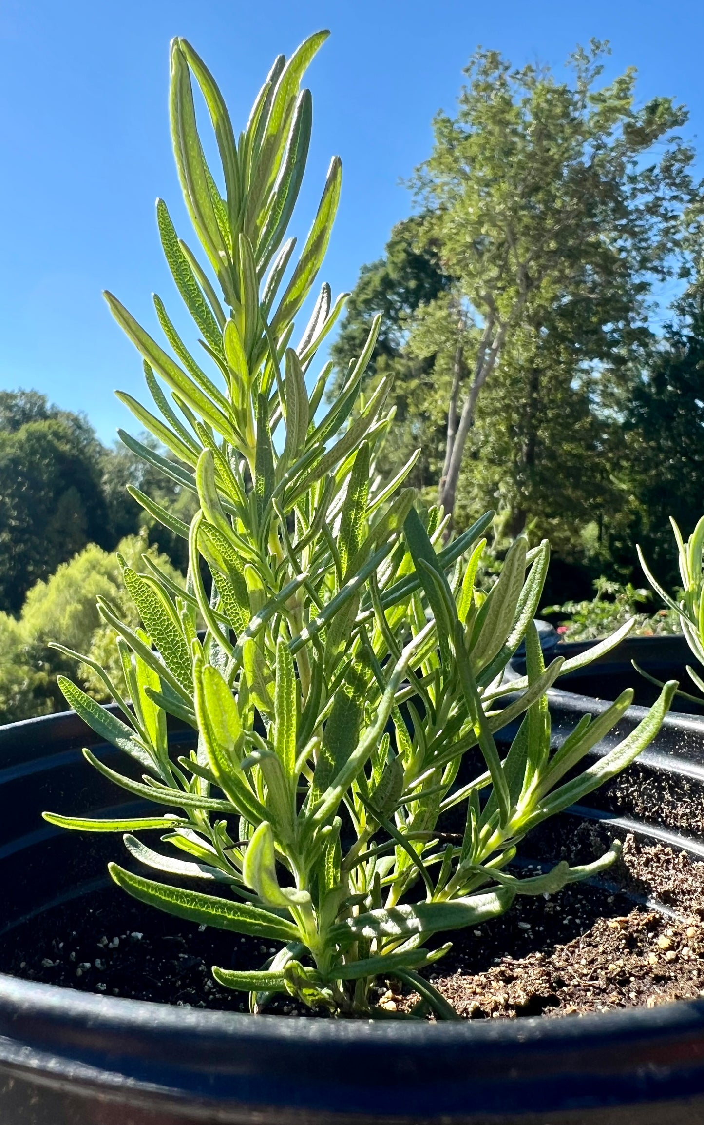 Rosemary Plants