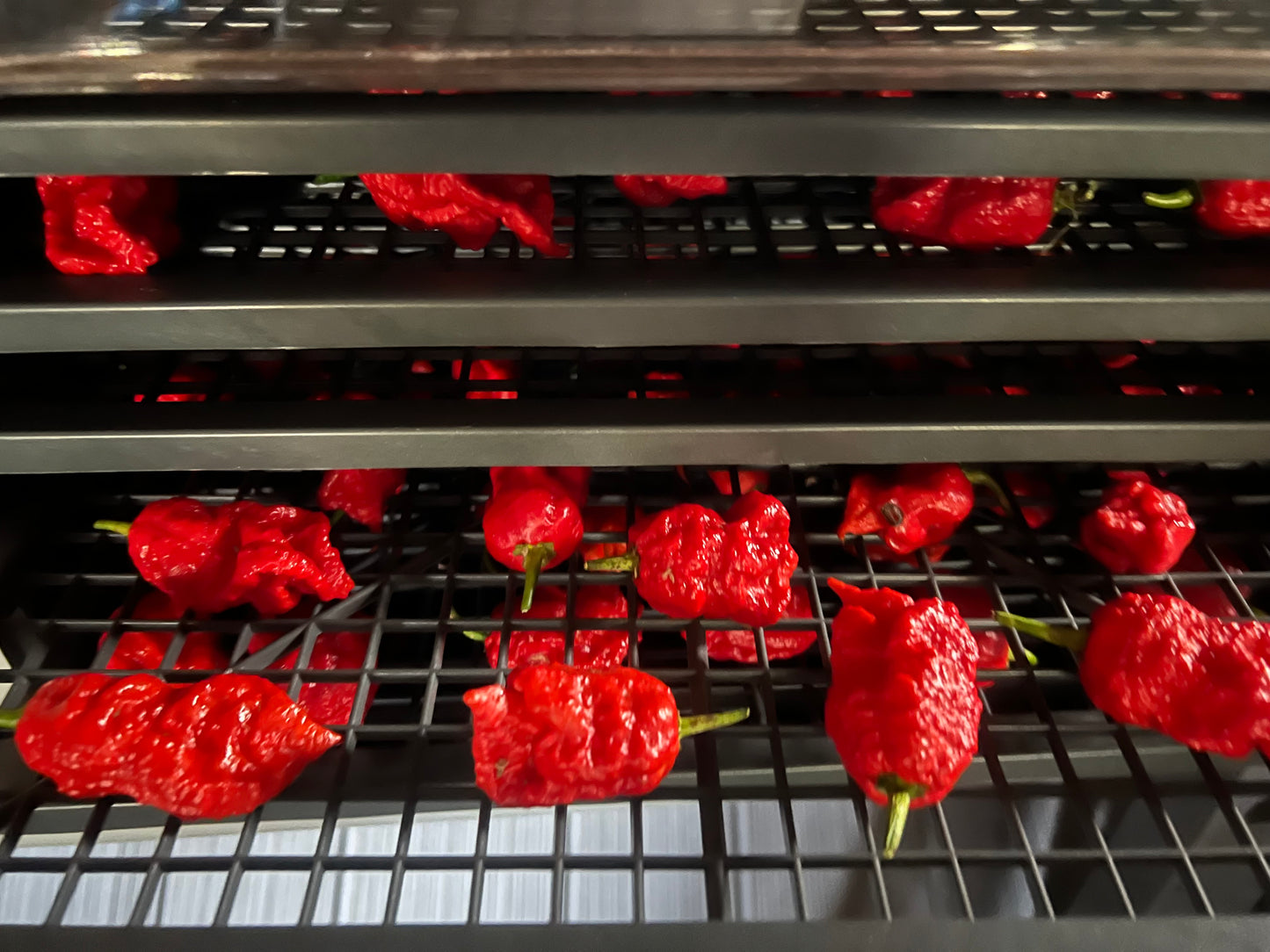 Honey, Carolina Reaper