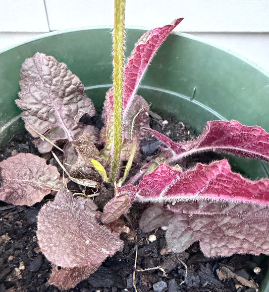 Plants - Salvia Lyrata