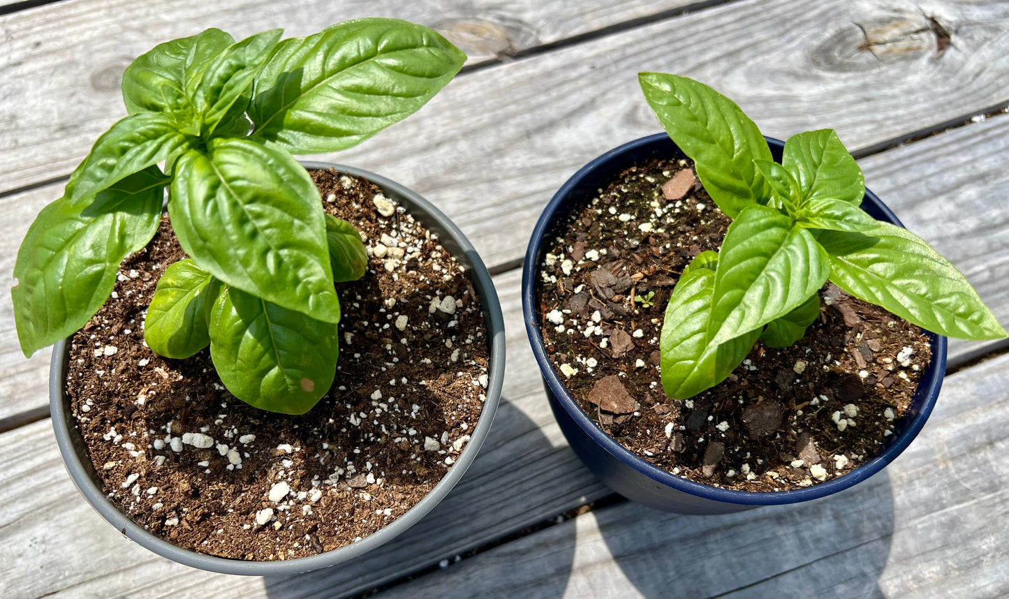 Basil, Genovese Plant