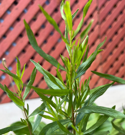 Herbs, Tarragon