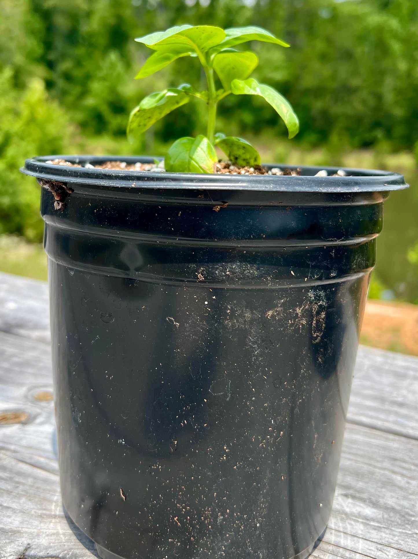 Basil, Genovese Plant