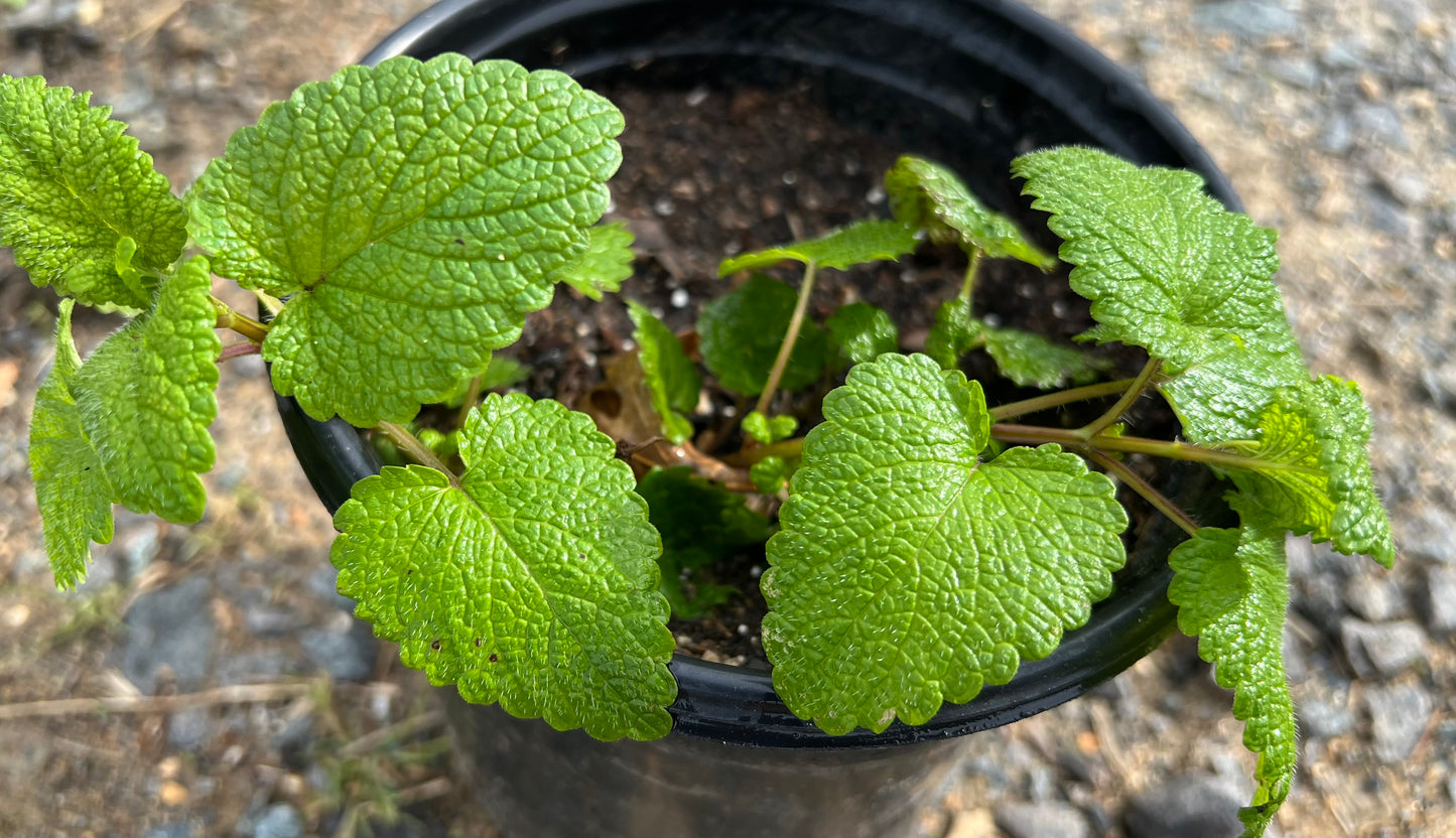 Plants, Lemon Balm