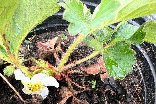 Plants, Strawberry