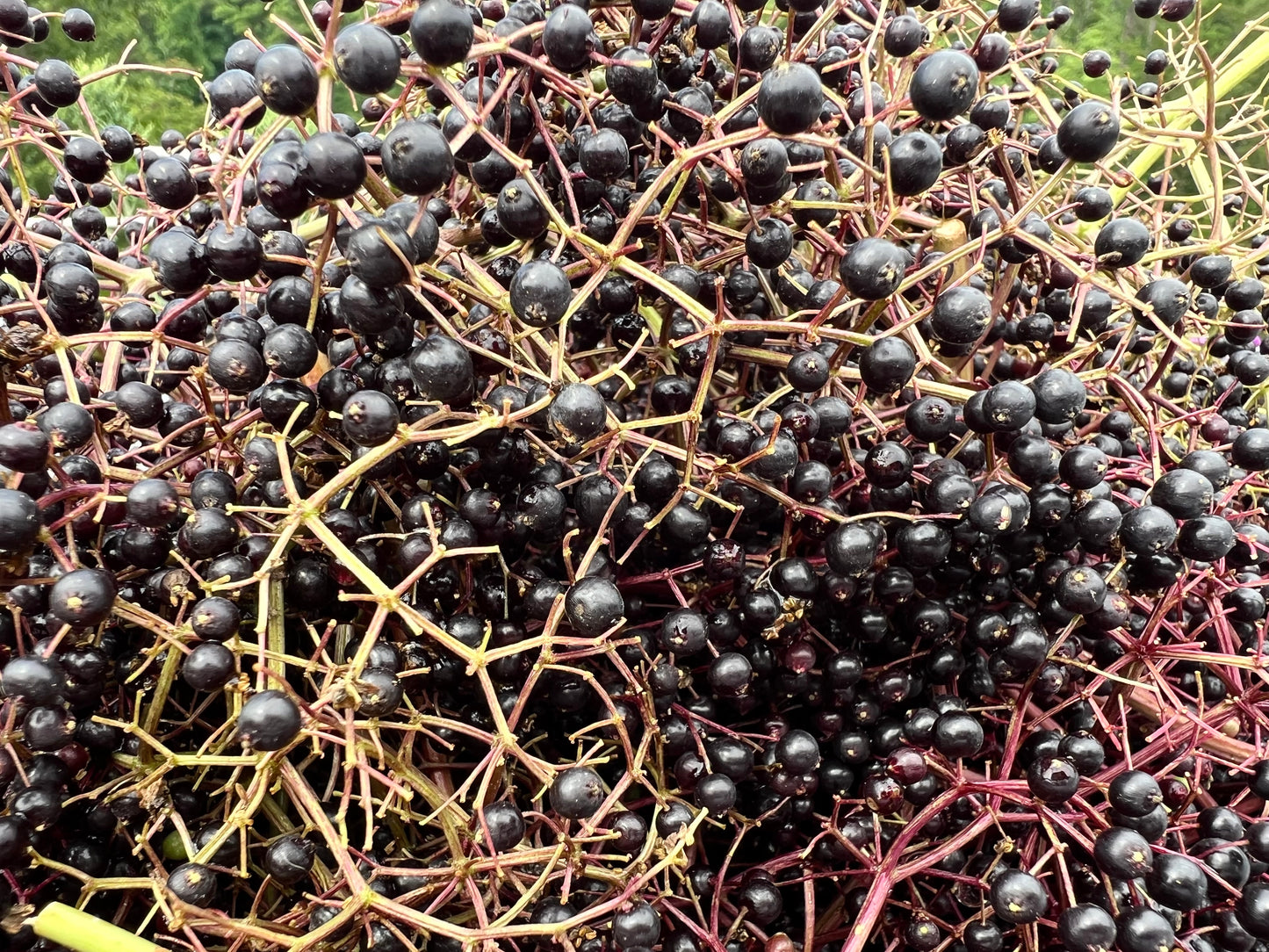 Elderberries - Fresh, Frozen and Freeze Dried